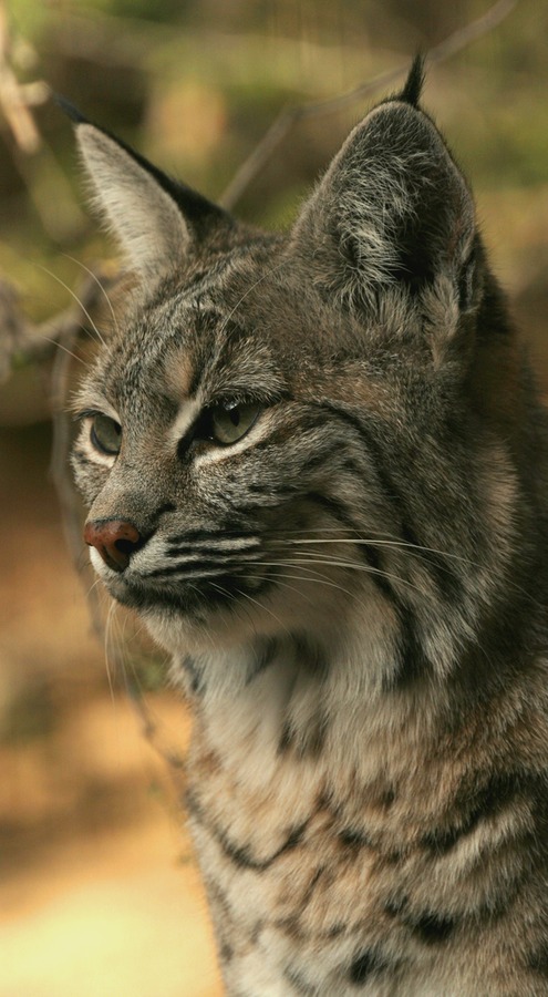 Lynx Cat pictures Bobcat rufus