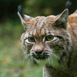 Lynx Cat pictures Bobcat