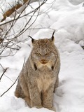 Lynx Cat pictures Canada