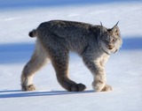 Lynx Photo Gallery