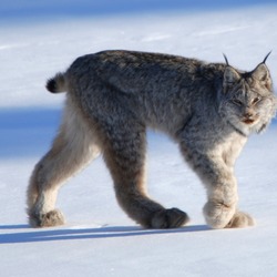 Lynx Cat pictures Canadian