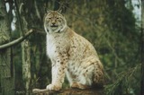 Lynx Photo Gallery