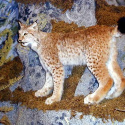 Lynx Cat pictures Linx