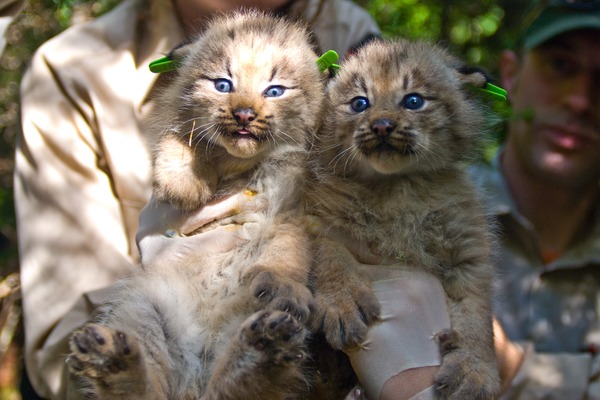 Lynx Cat pictures Two Canada Kittens