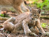 Lynx Cat pictures couple lynxes playing