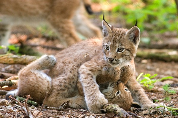 Lynx Cat pictures couple lynxes playing