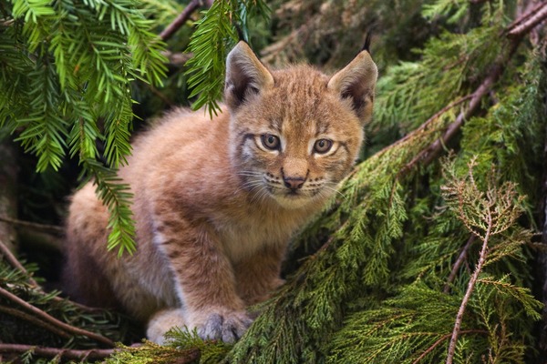 Lynx Cat pictures cub Linx kitten