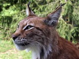 Lynx Cat portrait picture
