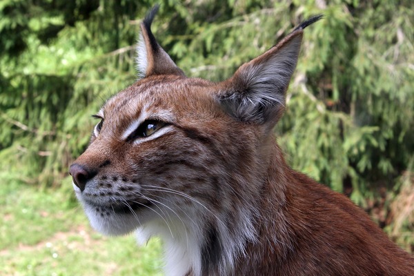 Lynx Cat portrait picture