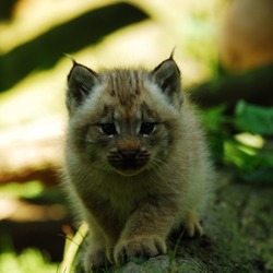 Lynx kitty cub Cat pictures