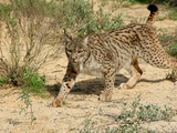 Lynx pardinus cat photo