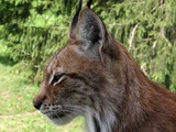 Lynx portrait Cat pictures (2)