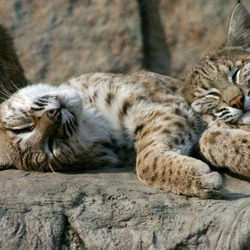 Sleeping Eurasian Lynx Lynx Cat pictures