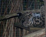 Margay Photo Gallery