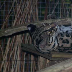 Margay Cat Photo Leopardus wiedii calviac