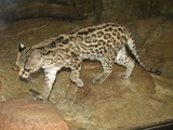 Margay Cat Photo Leopardus wiedii