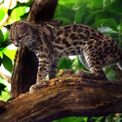 Margay Cat Photo Margaykat Leopardus wiedii