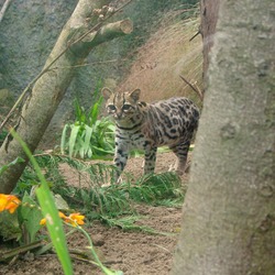 Margay Cat Photo Wild Zoo Edinburgh