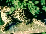 Margay Cat Photo curious Leopardus wiedii