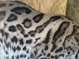 Margay Photo Gallery