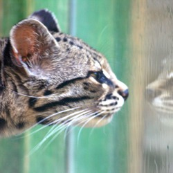 Margay reflection Cat Photo  Colchester Zoo