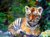 Tiger Cub pup Picture Photo Image kitten