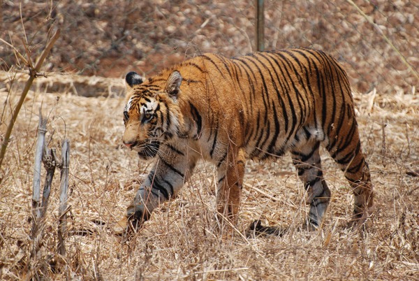 Tiger Hunt Picture Photo Image Bengal Tiger Karnataka