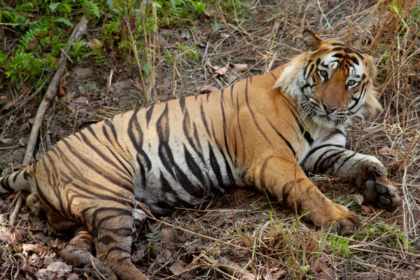 Tiger Picture Photo Image Bengal Tiger India resting