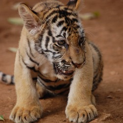 Tiger Picture Photo Image Tiger cub pup kitten