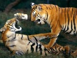 Tiger Picture Photo Image Tigers playing Pilibhit Reserve