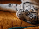 Tiger Sleeping Picture Photo Image cub tired