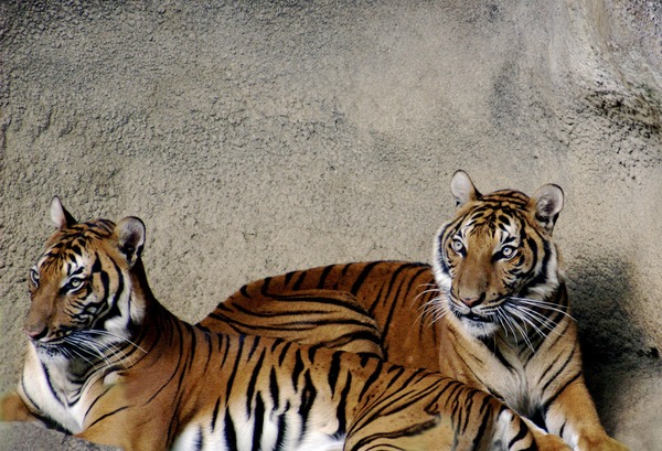 Tiger couple Picture Photo Image Tigers
