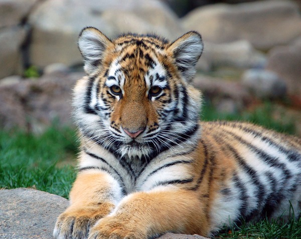 Tiger cub pup kitten Picture Photo Image Big