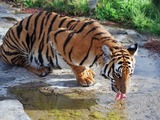 Tiger drinking Picture Photo Image Panthera tigris