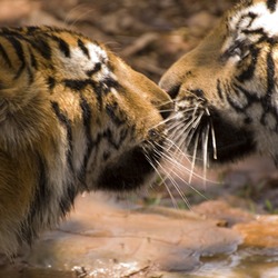 Tiger kiss Picture Photo Image Bengal tigers India