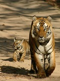Tiger mother and cub Picture Photo Image Pilibhit Reserve