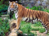 Tiger stripe Picture Photo Image Panthera tigris