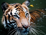 Tiger swim Picture Photo Image Tiger in water