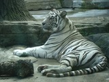 White Tiger Photo Bengal lying down