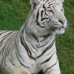 White Tiger curious Photo Image