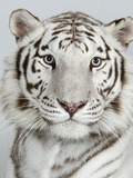 White Tiger portrait Photo Image Bengali